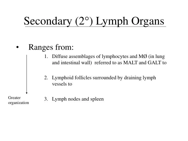 secondary 2 lymph organs