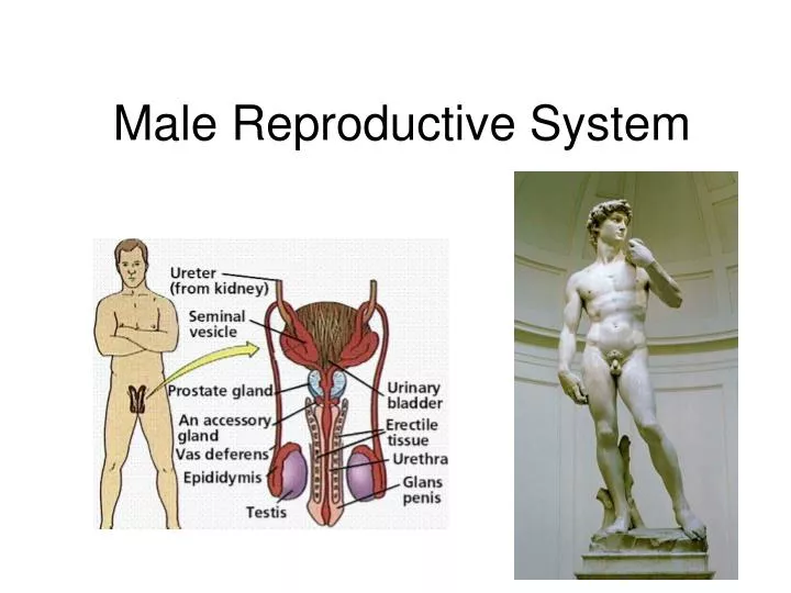 male reproductive system