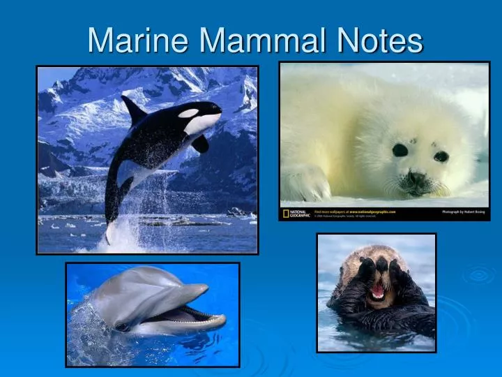 marine mammal notes