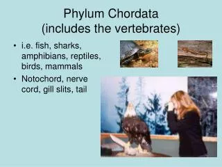 Phylum Chordata (includes the vertebrates)