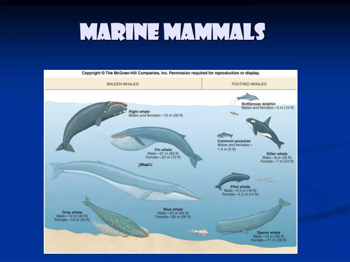 marine mammals