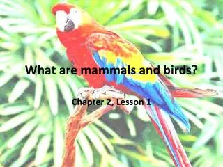What are mammals and birds?