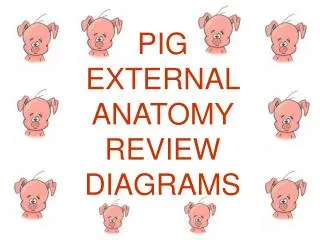 PIG EXTERNAL ANATOMY REVIEW DIAGRAMS