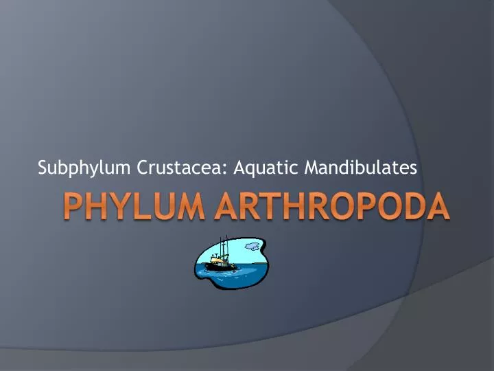 subphylum crustacea aquatic mandibulates
