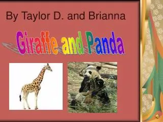 Giraffe and Panda