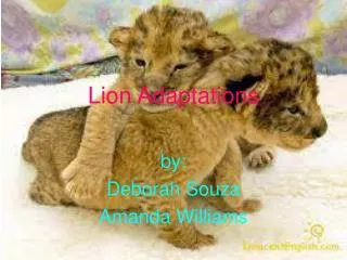 Lion Adaptations