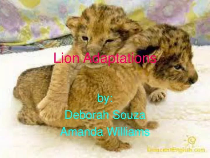 lion adaptations