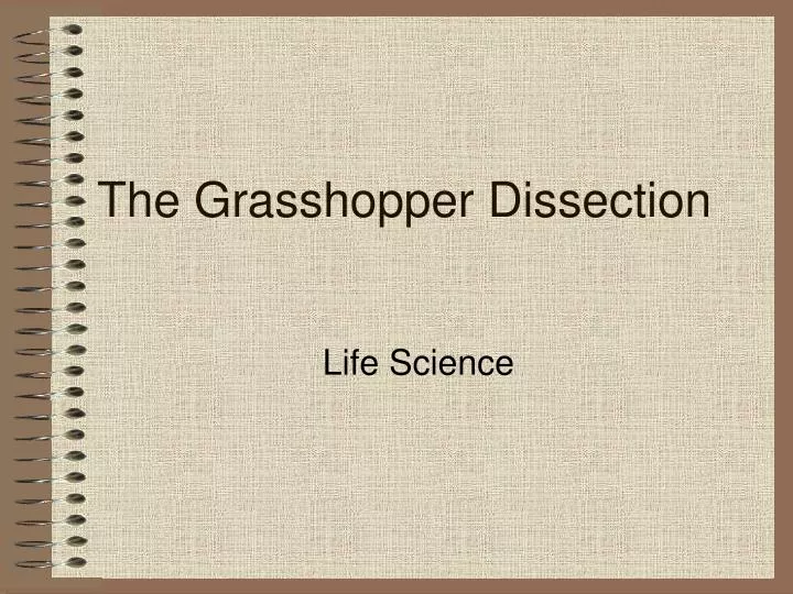 the grasshopper dissection