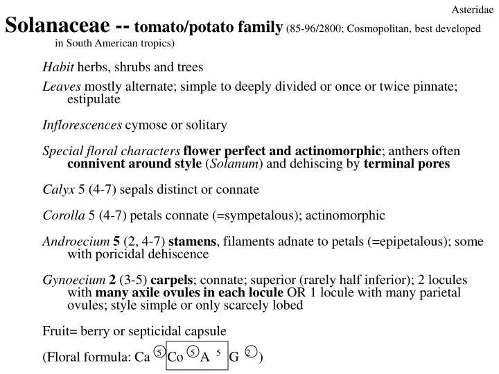 solanaceae tomato potato family 85 96 2800 cosmopolitan best developed in south american tropics