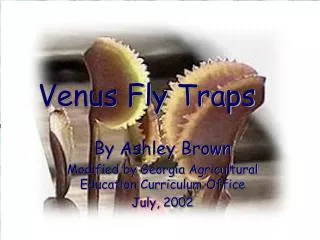 Venus Fly Traps
