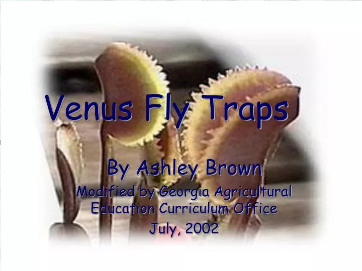 venus fly traps