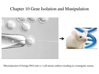 Chapter 10 Gene Isolation and Manipulation