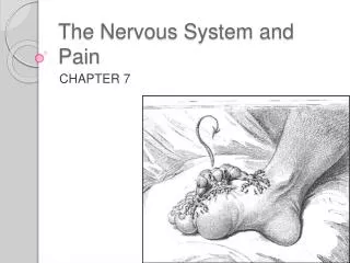 The Nervous System and Pain
