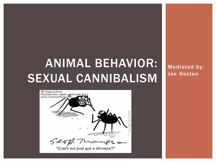animal behavior sexual cannibalism