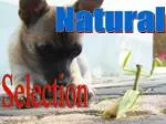 Natural - slide 1