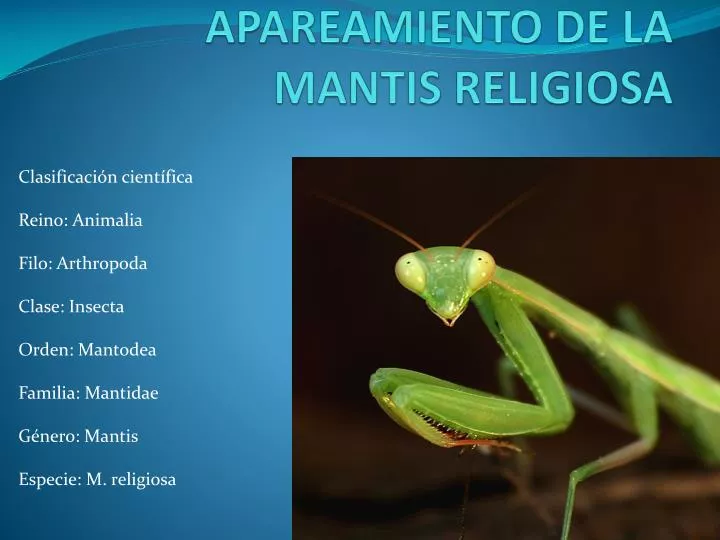 apareamiento de la mantis religiosa