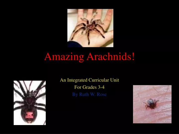 amazing arachnids