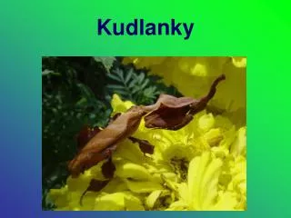 Kudlanky