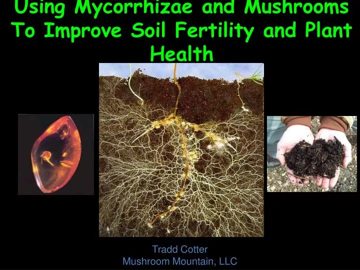 using mycorrhizae and mushrooms to improve soil fertility and plant health