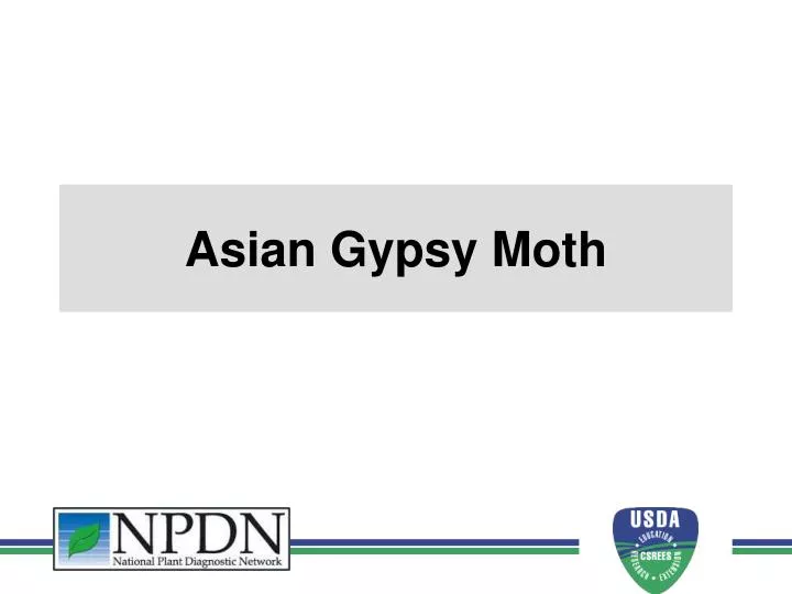asian gypsy moth