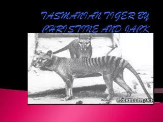 TASMANIAN TIGER BY CHRISTINE AND JACK