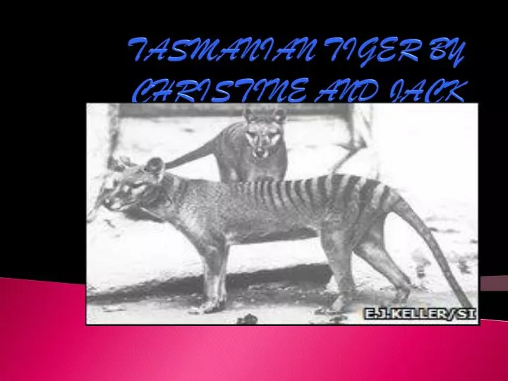 tasmanian tiger by christine and jack