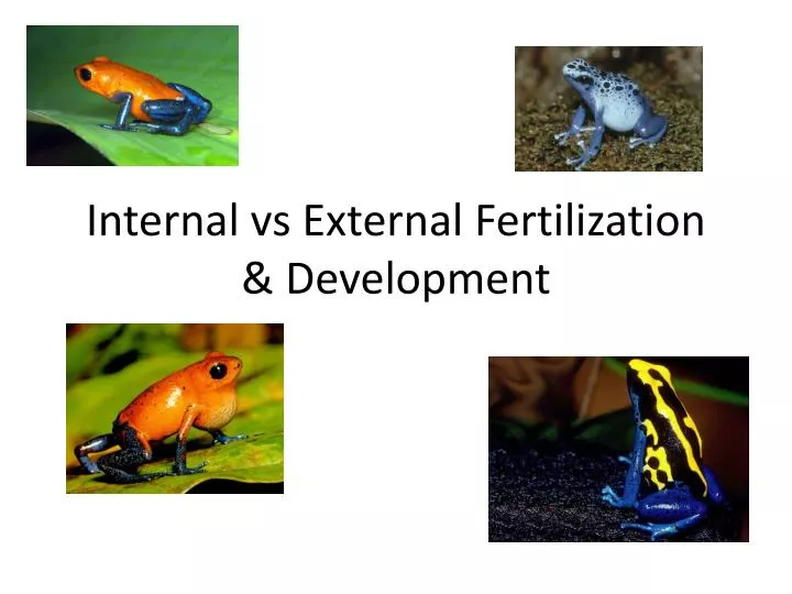 internal vs external fertilization development
