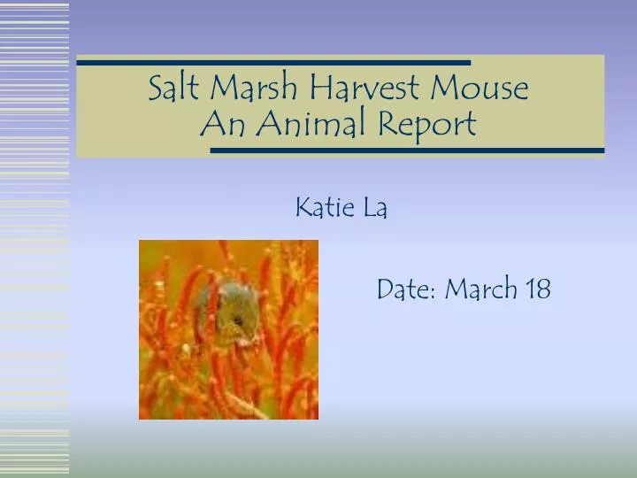salt marsh harvest mouse an animal report