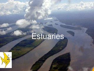 Estuaries