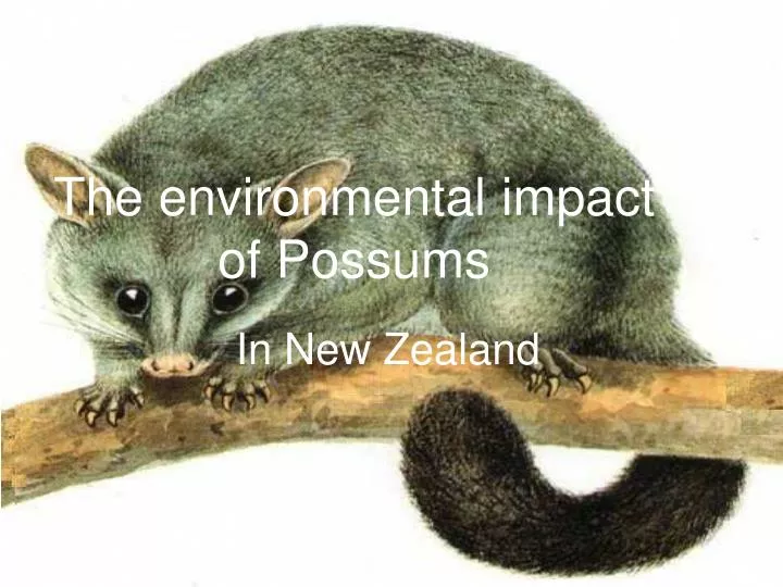 the environmental impact of possums
