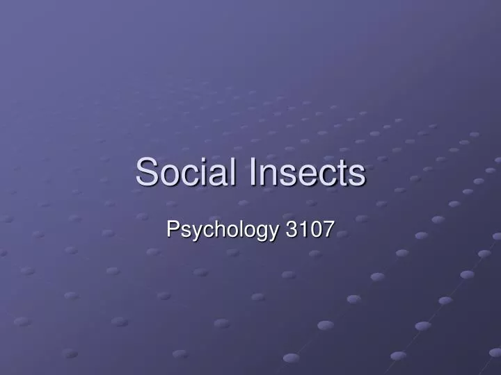 social insects