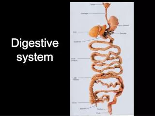 Digestive system