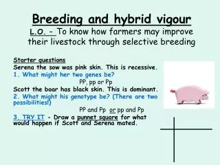 Breeding and hybrid vigour L.O. – To know how farmers may improve their livestock through selective breeding