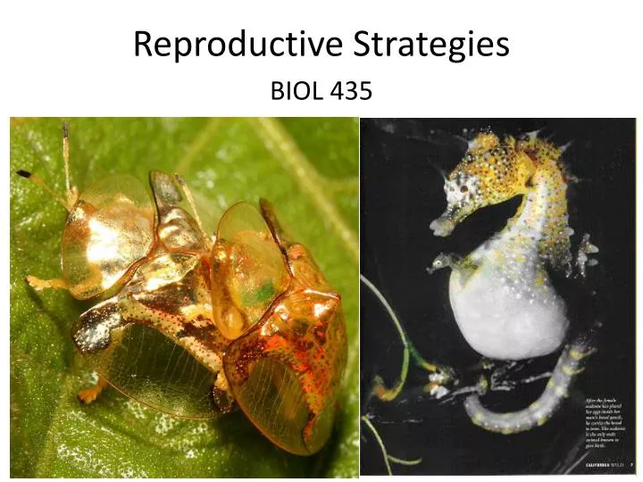 reproductive strategies