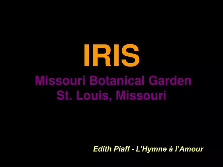 iris missouri botanical garden st louis missouri