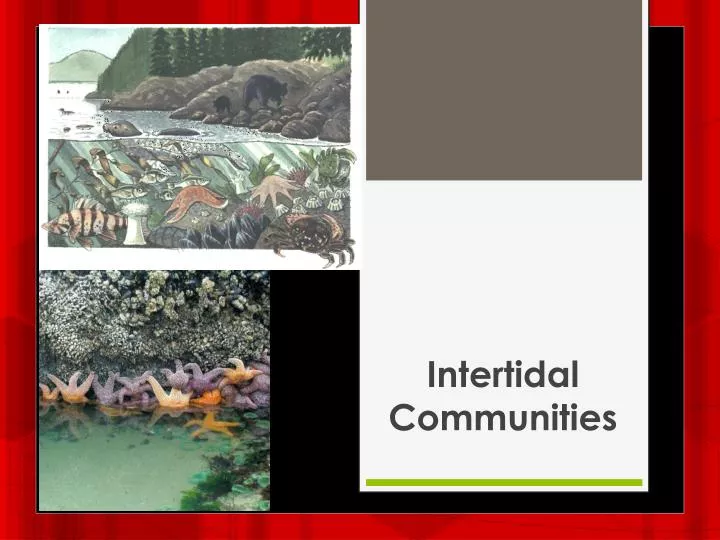 intertidal communities