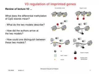 V3 regulation of imprinted genes