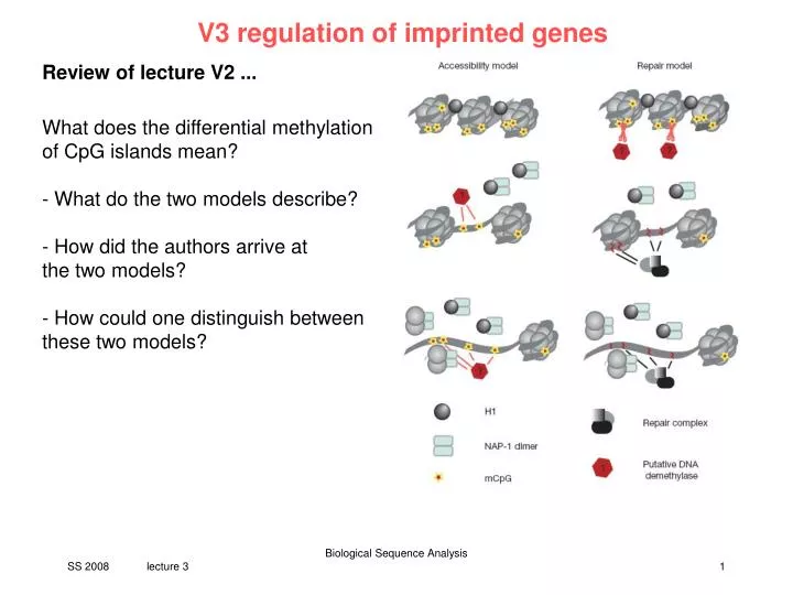 v3 regulation of imprinted genes