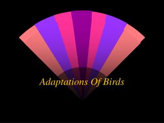 Adaptations Of Birds