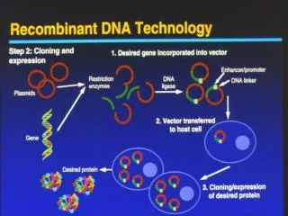 Why Recombine DNA? To produce protein products To alter genetic inheritence (new traits)