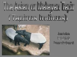 The Asian or Malayan Tapir