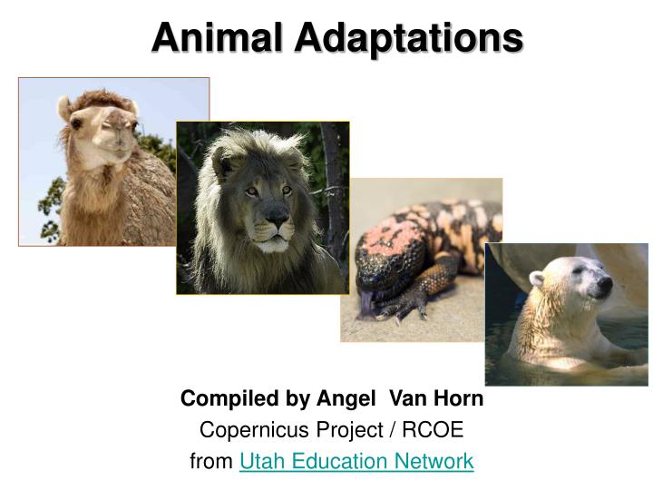 animal adaptations