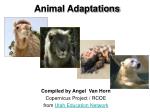 Animal Adaptations - slide 1