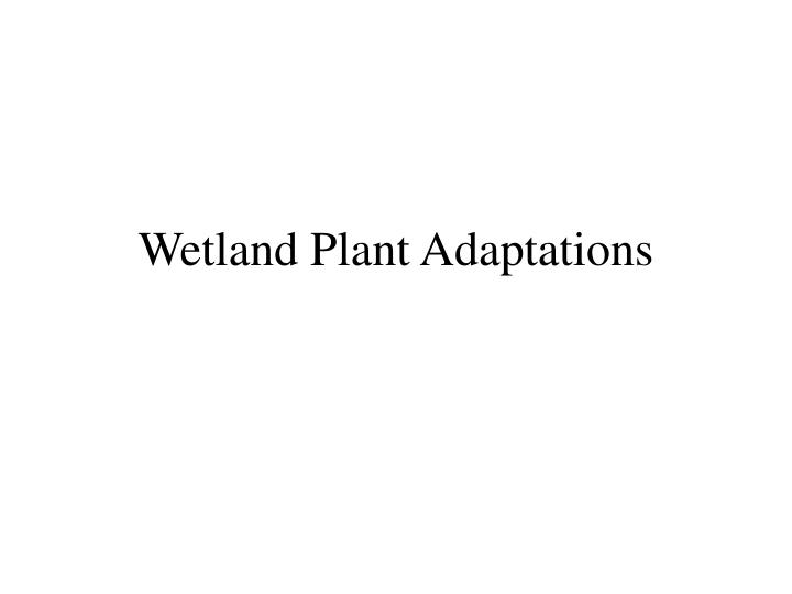 wetland plant adaptations