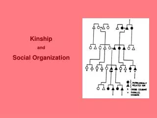 Kinship and Social Organization