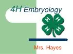 4H Embryology - slide 1