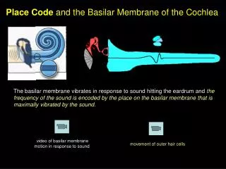 Place Code and the Basilar Membrane of the Cochlea