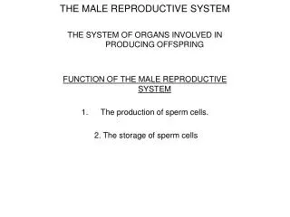 THE MALE REPRODUCTIVE SYSTEM