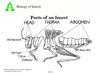 Parts of an Insect