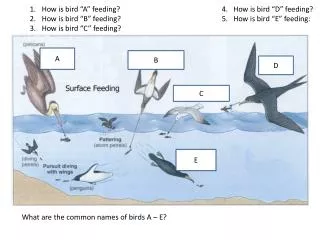How is bird “A” feeding?				4. How is bird “D” feeding? How is bird “B” feeding?				5. How is bird “E” feeding: How
